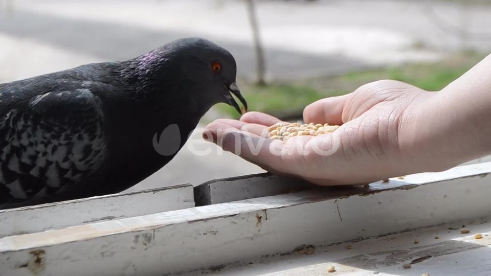 The same bird eats from his hand