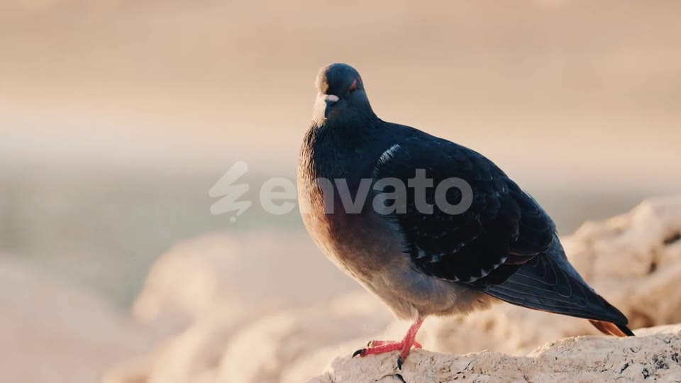 The bird on the shore, watching over him