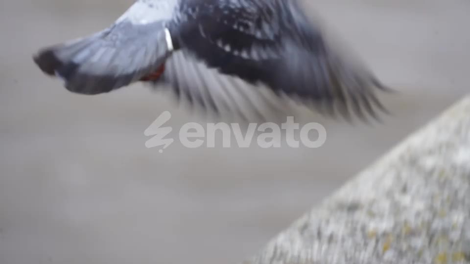 The bird lifts off