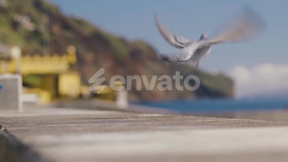 The bird lifts off the shore