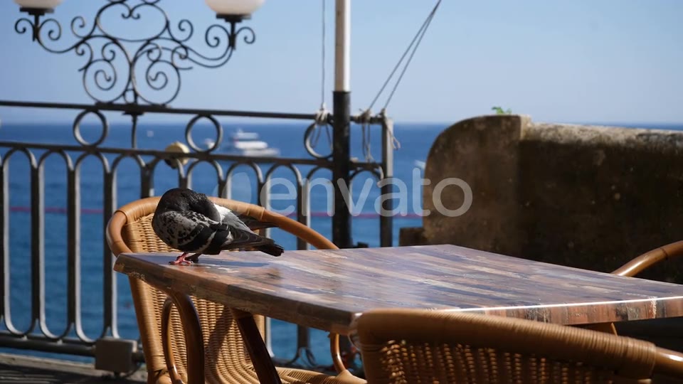 The pigeon drops to the table for a scrap