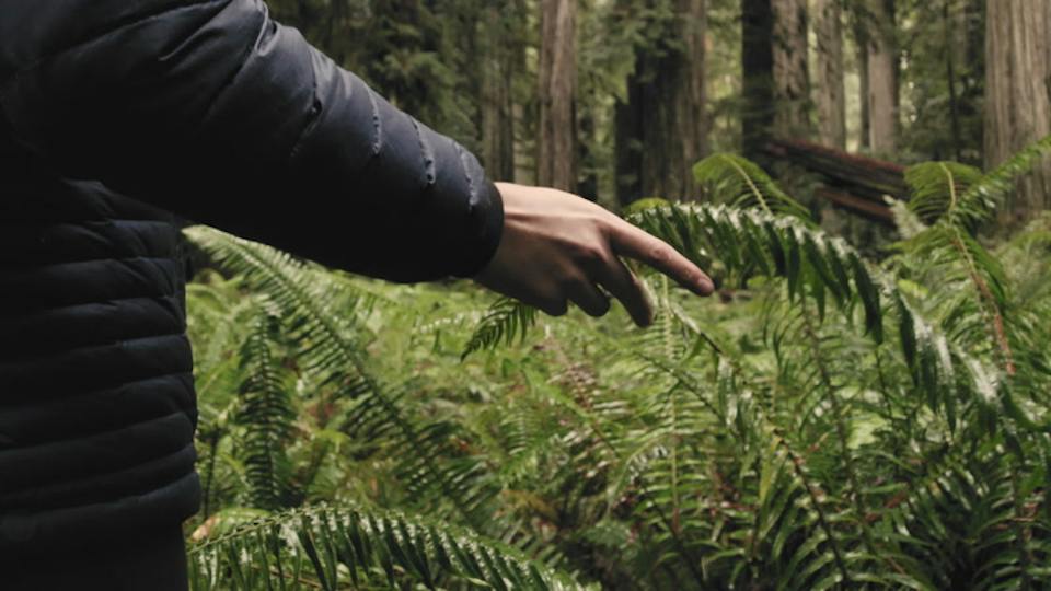 His hand brushes the ferns as he walks